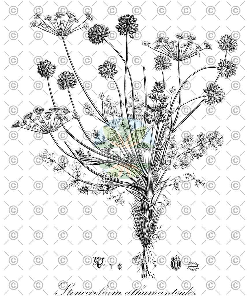HistAbb_wfo-0001169864_1_ENZY_Simple | Historische Abbildung von Stenocoelium athamantoides - Apiaceae | Historical Illustration of Stenocoelium athamantoides - Apiaceae