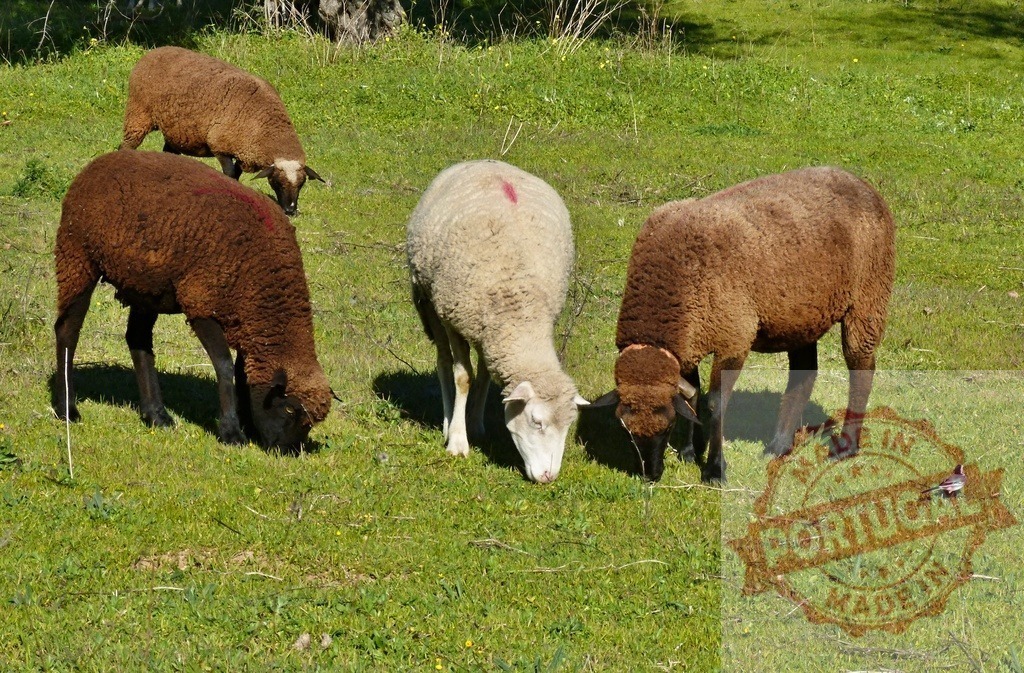 Sheep grazing green pasture on a sunny farm | Sheep graze fresh green grass in a sunny field, one white and others brown - Realized with Pictrs.com