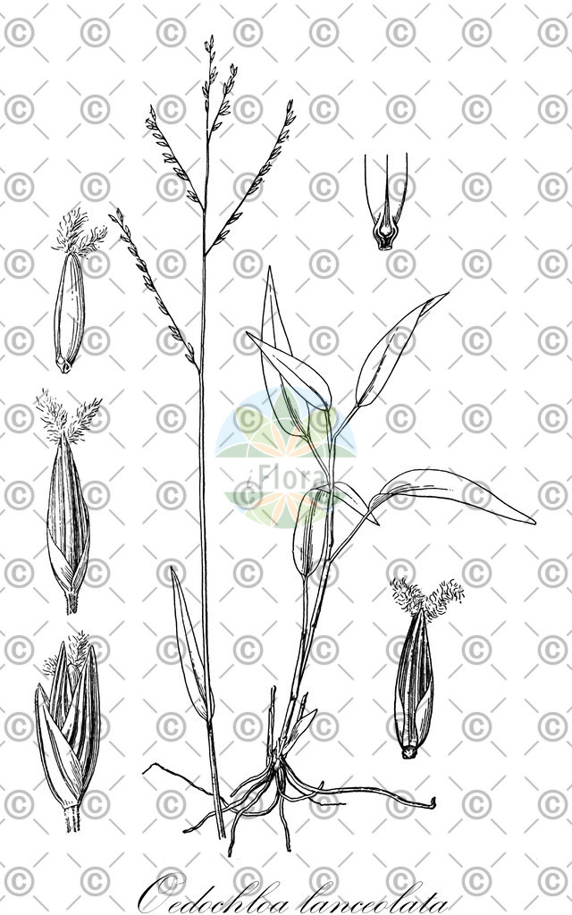 HistAbb_678G_1_ENZY_Simple | Historische Abbildung von Oedochloa lanceolata - Poaceae | Historical Illustration of Oedochloa lanceolata - Poaceae
