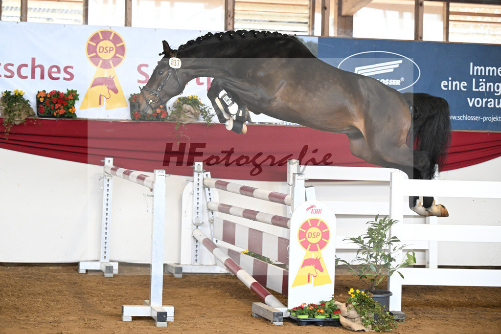 Kat-Nr. 37 Cayennes Cleverle v. Chubakko_ZG Fuell u Tiroke_16250727 | hf-fotografie - Realizzato con Pictrs.com