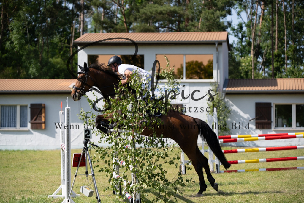 A7V06557 | Pferdefotograf