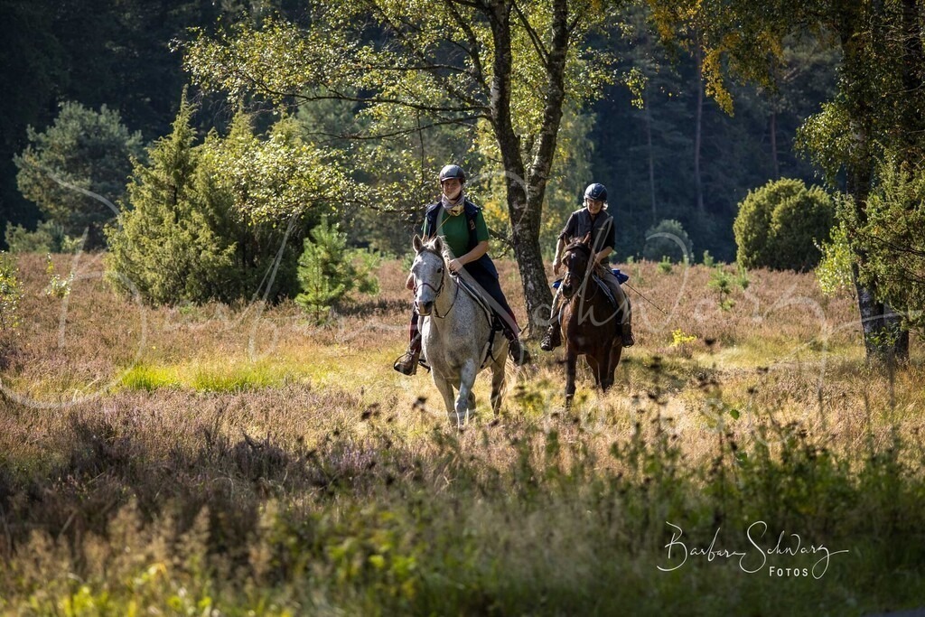 DdLH-WehlenerHeide_2025-09-20_161 | Fotografie, Veranstaltungs-Fotografie, Pferde-Fotografie, Landschafts-Fotografie, Reise-Fotografie - Realisiert mit Pictrs.com