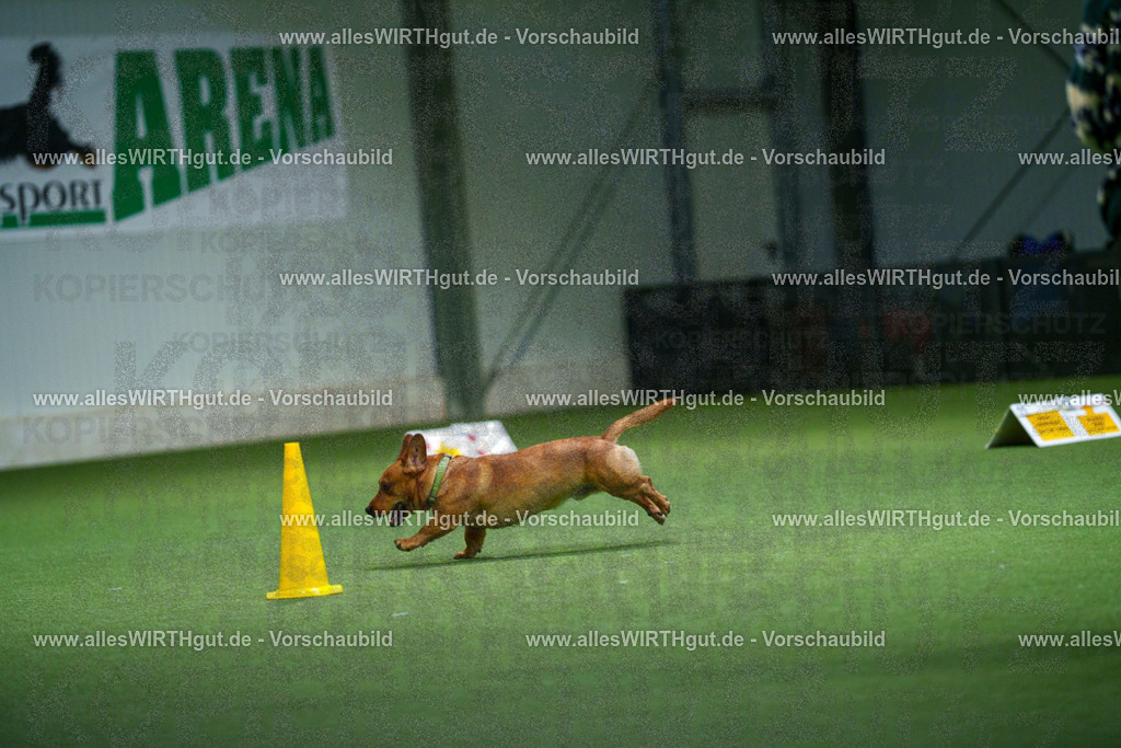 7R507166 | Professionelle Tierfotografie in Mönchengladbach von Daniel Wirth (allesWIRTHgut). Liebevolle & natürliche Bilder von Hunden & Katzen für unvergessliche Erinnerungen.