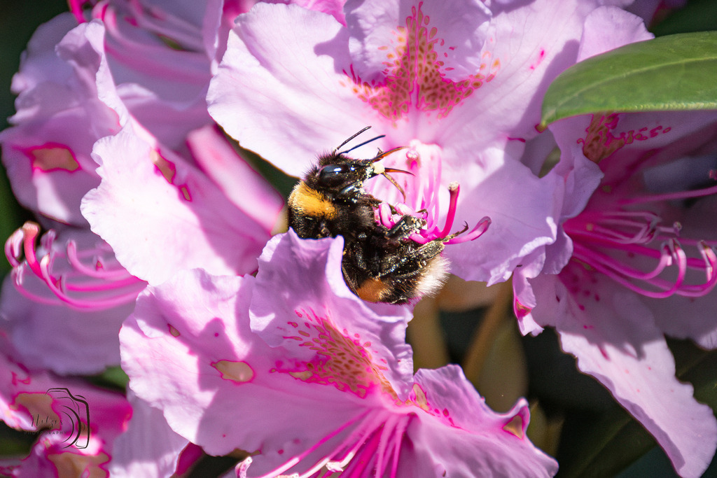 Bei der Arbeit | Holzisphotography, Landschaftsfotografie, Wildlifefotogorafie - Realisiert mit Pictrs.com