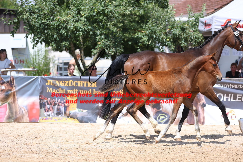 Fohlenschau_Schwäbisch_Hall_springbetonte_Fohlen_KN 38_8 | lmwpictures - Realisiert mit Pictrs.com