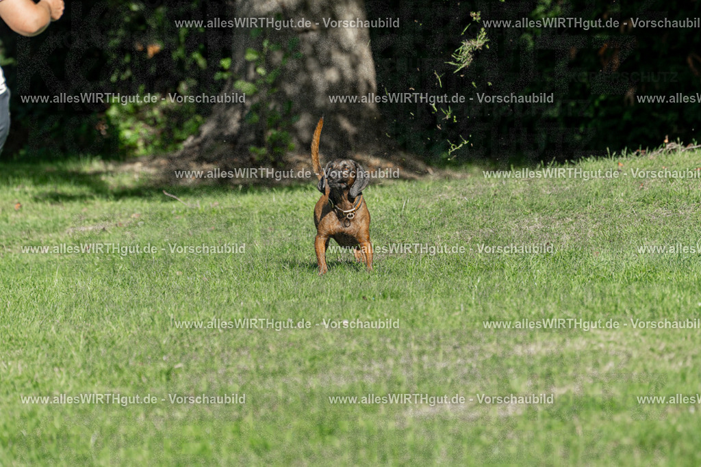 Hundeschwimmen_Volksbad_2026-allesWIRTHgut_Tierfotografie-2609061038-094835-7R509115 | Professionelle Tierfotografie in Mönchengladbach von Daniel Wirth (allesWIRTHgut). Liebevolle & natürliche Bilder von Hunden & Katzen für unvergessliche Erinnerungen.