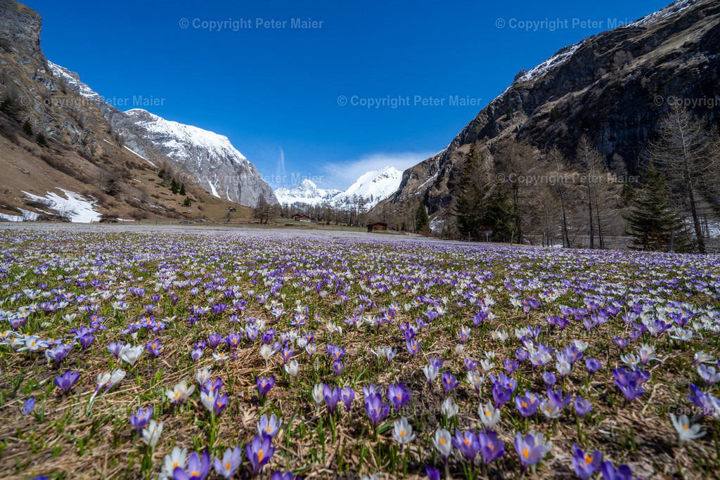 Lucknerhaus_Krokusse_24-2629 | piet_flosse