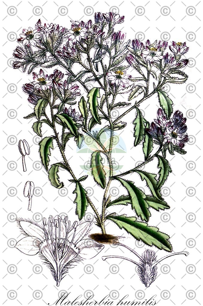 HistAbb_wfo-0000234402_1_ENZY_Simple | Historische Abbildung von Malesherbia humilis - Passifloraceae | Historical Illustration of Malesherbia humilis - Passifloraceae