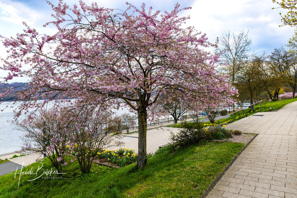 März | Bilder und Impressionen zu jeder Jahreszeit aus dem Sauerland im Naturpark Sauerland-Rothaargebirge - Realisiert mit Pictrs.com