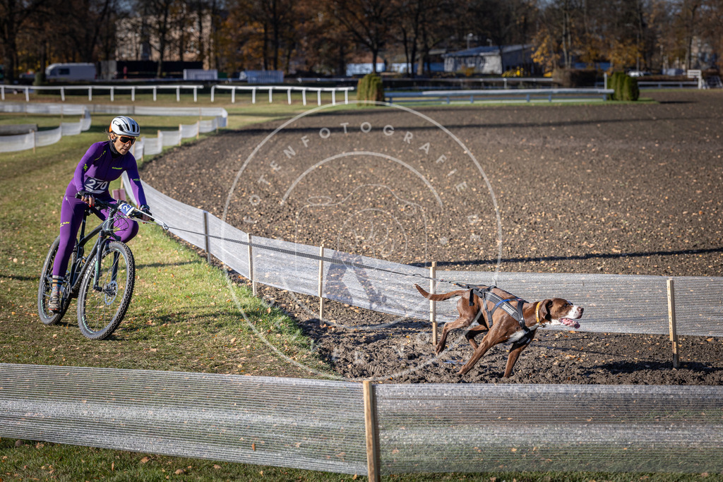 CaniXpix_DV3A5170 | Hundefotografie, Tierfotograf, Pfotenfotografie, Fotoshooting Hund, Hunde Portrait, Hundesport, Hundeportraits, Heideshooting, Hunde, Sportfotograf, Hundefotograf, Turnierhundsport, THS,  - Realisiert mit Pictrs.com