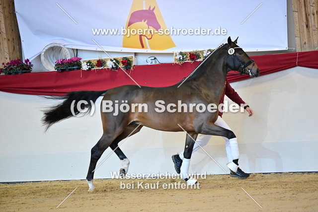 67_Revolution - L_ Espoir_787_1802 | Björn Schroeder Pferdefotografie