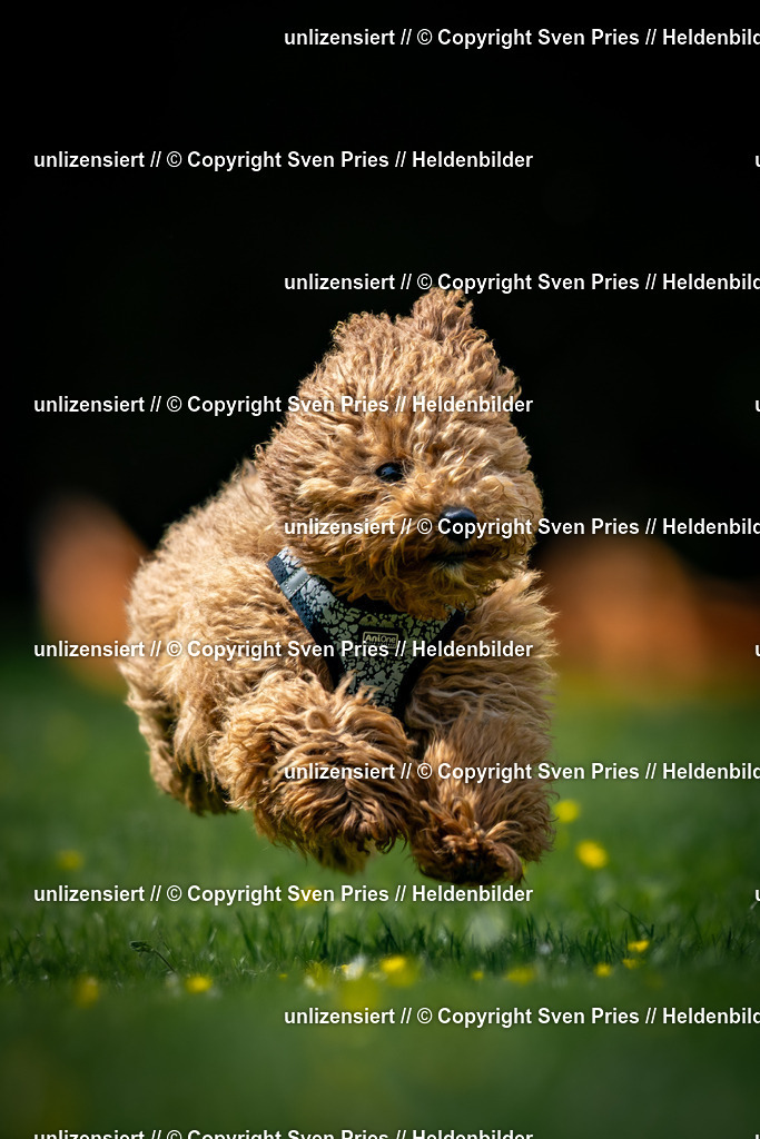 Sven Pries | 2026-05-14 - Hunderennen KA Durlach Vatertag 2026 - Realisiert mit Pictrs.com