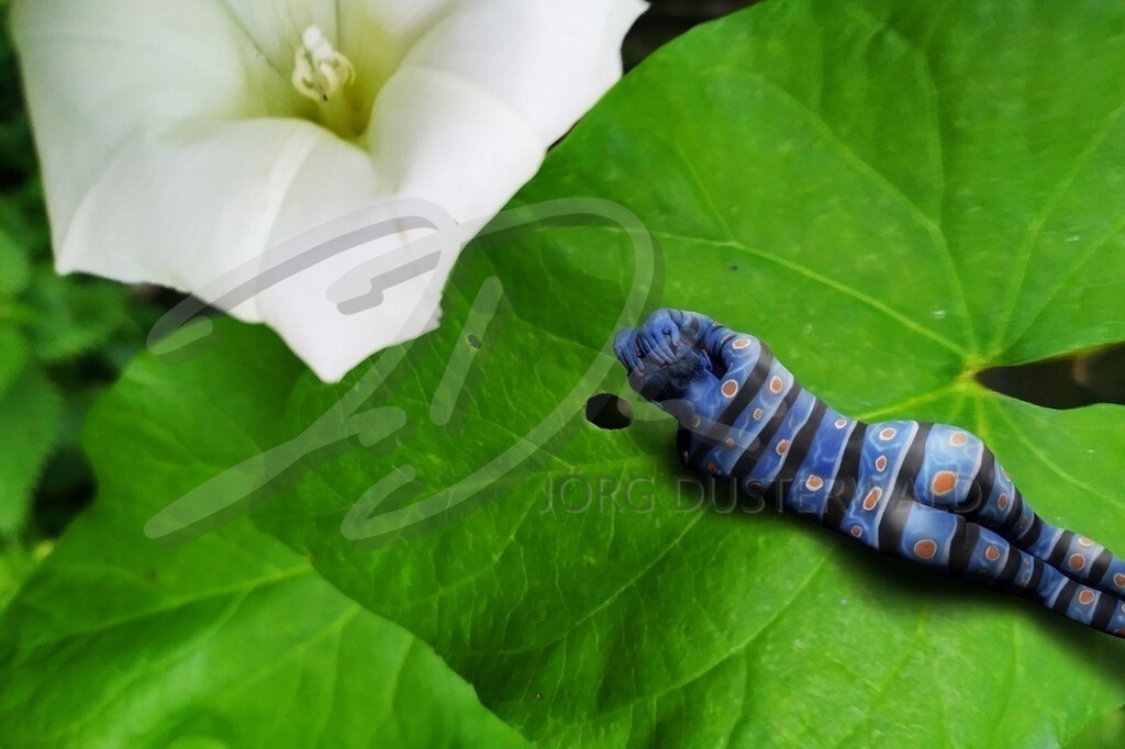 AnimalArt-RAUPE_190438 | #001 | Modell: Ann-Kristin | Foto: Thorsten | Collage: Jörg Düsterwald - Realisiert mit Pictrs.com