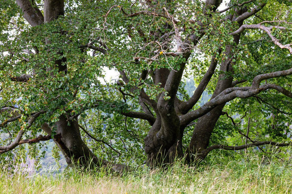 Alte Buche im Sommer | Alte Buche im Sommer - Realisiert mit Pictrs.com