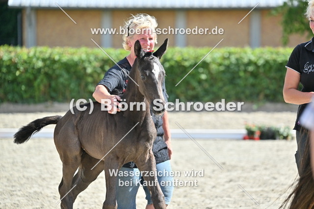 57_Despacito - Hancock_762_2306 | Björn Schroeder Pferdefotografie