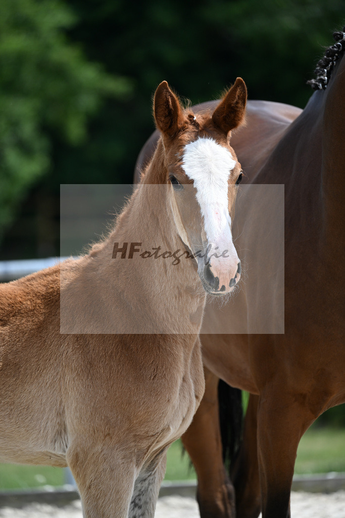 Kat-Nr. 4 Ogano Sitte x Balous Bellini_HF_Foth_17250616 | hf-fotografie - Realizzato con Pictrs.com