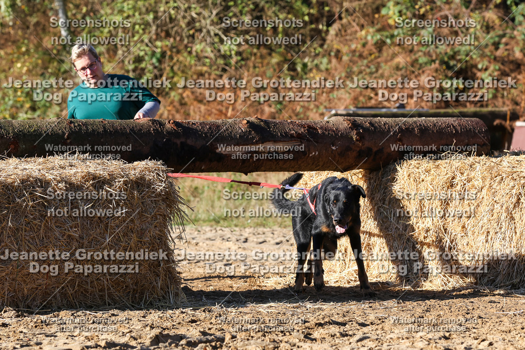 Dog Paparazzi - Strongdog 10-25-1687 | Dog Paparazzi Jeanette Grottendiek Fotografie & Videografie - Realisiert mit Pictrs.com