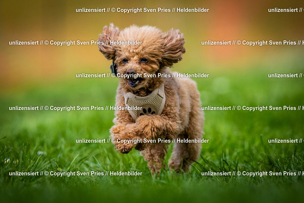 Sven Pries | 2025-04-13 - Hunderennen Baden-Baden - Realisiert mit Pictrs.com