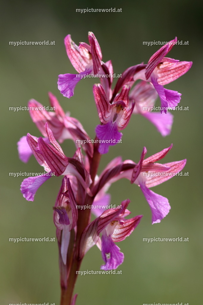 Schmetterlings-Knabenkraut-026 | Das Bilderarchiv über Tiere, Planzen und Landschaften. In der Bilddatenbank finden Sie ein große Auswahl an hochwertigen Bilder für Ihre Werbung - Realisiert mit Pictrs.com