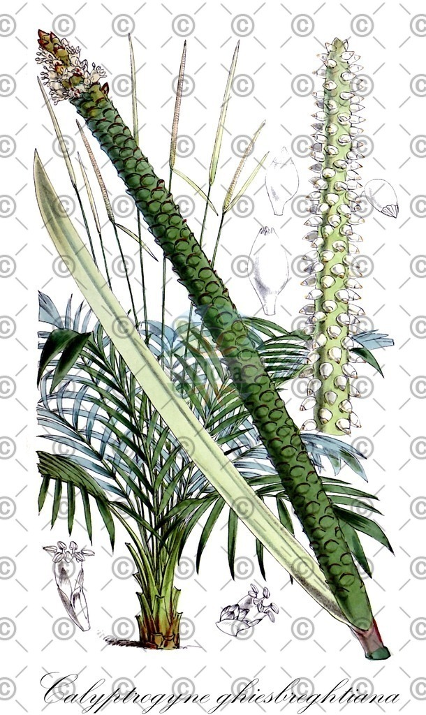 HistAbb_wfo-0000788688_1_ENZY_Simple | Historische Abbildung von Calyptrogyne ghiesbreghtiana - Arecaceae | Historical Illustration of Calyptrogyne ghiesbreghtiana - Arecaceae