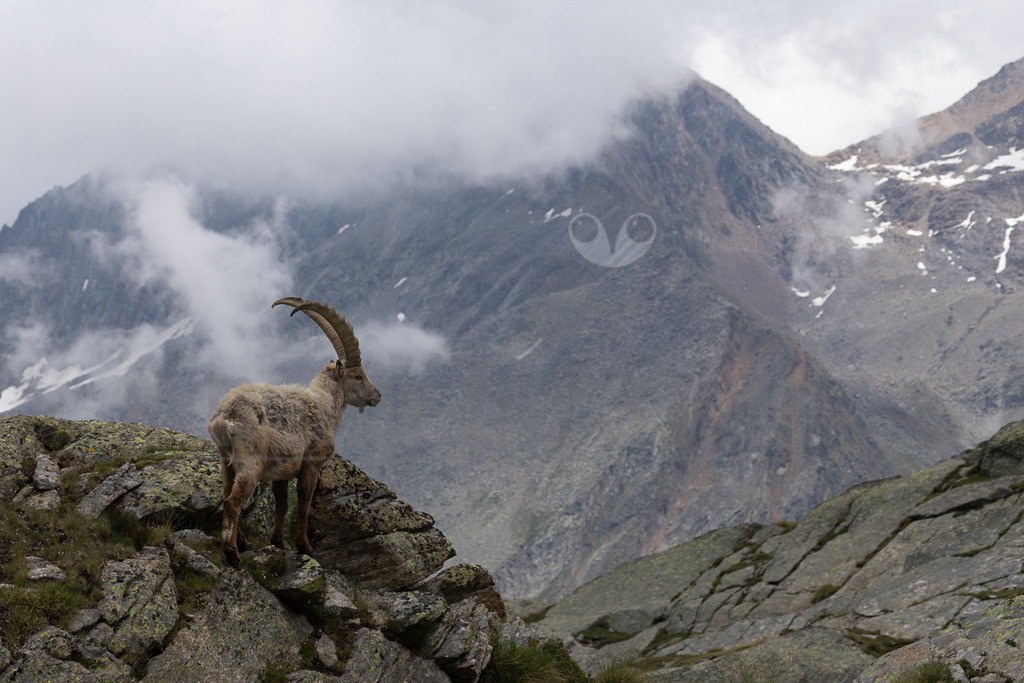 _5NF1129_20250713 | Ein majestätischer Alpensteinbock (Capra ibex) steht auf einem felsigen Vorsprung im Gran Paradiso Nationalpark. Das Tier ist von hinten links zu sehen, sein Kopf ist nach rechts gedreht, und es blickt aufmerksam in die Ferne. Seine imposanten, gebogenen Hörner sind deutlich sichtbar. Der Steinbock hat ein hellbraunes, zotteliges Fell. Im Hintergrund erheben sich zerklüftete Berggipfel, die teilweise von dichten Wolken und Nebelschwaden verhüllt sind, was der Szene eine dramatische und wilde Atmosphäre verleiht. Einige Schneereste sind an den Berghängen erkennbar. Das felsige Gelände im Vordergrund ist spärlich mit Gras bewachsen. Der Steinbock beobachtet seine Umgebung, es sind keine direkten Interaktionen mit anderen Tieren oder Menschen zu sehen. - Realisiert mit Pictrs.com