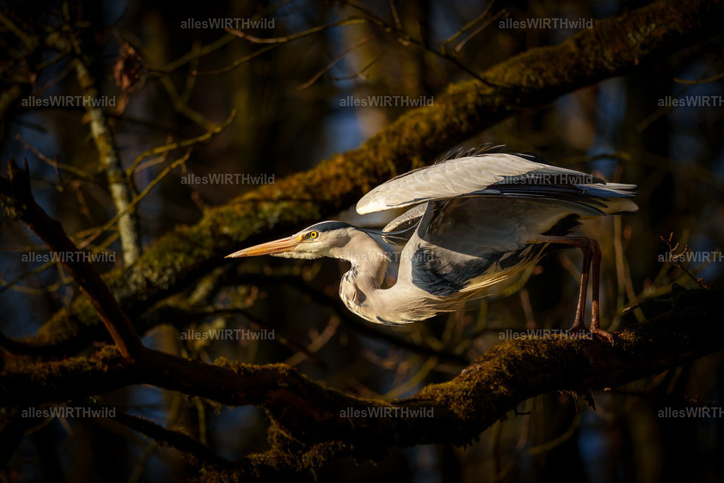 allesWIRTHwild.de - 7IV09106 | Entdecke die faszinierende Welt der Natur- und Wildlife-Fotografie von Daniel und Bärbel. Inspirierende Bilder von wilden Tieren und kleinen Naturwundern.