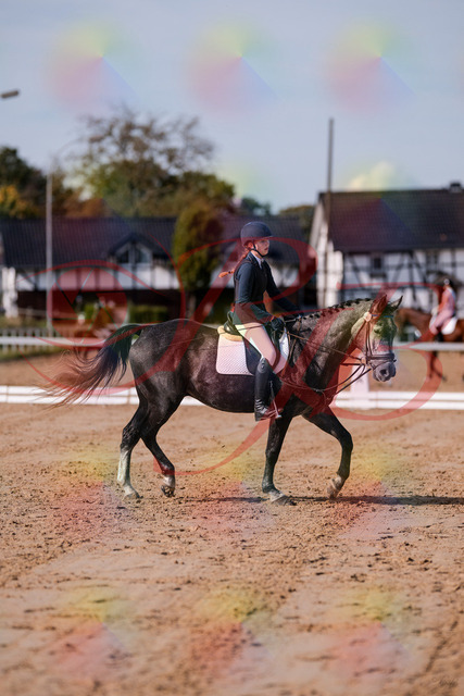 2026_10_03_Siefer-Hof_120334_Z81_05112652 | Professionelle Reitsport-, Turnier- und Eventfotografie von Robert Broda. Galerien mit ausgewählten und bearbeiteten Bildern direkt online ansehen und bestellen.