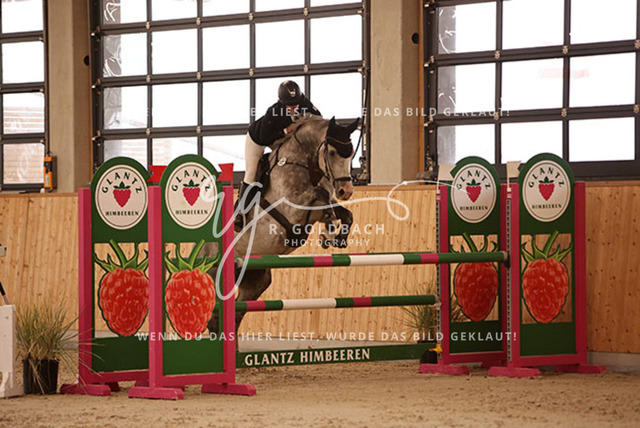 1J2A4189Alina Maack_ Karat du Scal__ Kn302_ Hohen Wieschendorf_ Glantz | Foto- und Videografie für alles rund ums Pferd. Hochwertige Bilder und Videos vom Spring- und Dressurreiten, Voltigieren & mehr. Jetzt aktuelle Veranstaltungen und Preise im Shop ansehen. - Realisiert mit Pictrs.com