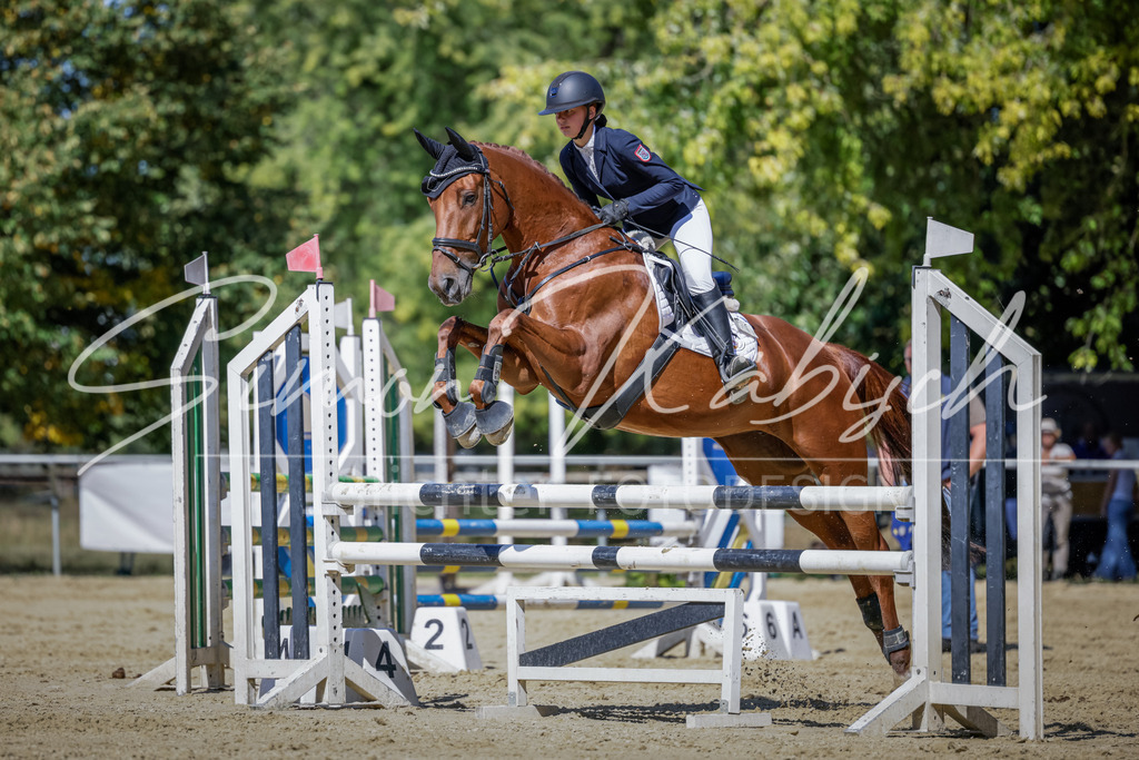 20250906-_3LI4256 | Tierfotografie Pferde, Hunde, Katzen, Haustiere.
Turnierfotografie Reitturniere, Reiten, Springreiten, Dressur in Hanau, dem Main-Kinzig-Kreis und dem Rhein-Main- Gebiet um Frankfurt