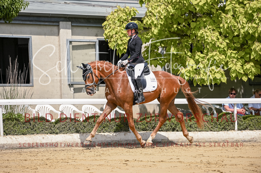 Schugtsche-Aluta25-48.Reitpferfdeprf.-279 | Schugtsche Fotografie - Realisiert mit Pictrs.com