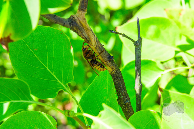 _DSC8158 | Shop für Prints Landschaftsfotografie Sächsische Schweiz Naturfotografie in Thüringen Fotos vom Findlingspark Nochten Kloster Sankt Marienstern Bilder Festung Königstein PanoramaRhododendronpark Kromlau FotogalerSchleswig-Holstein Küstenlandschaften