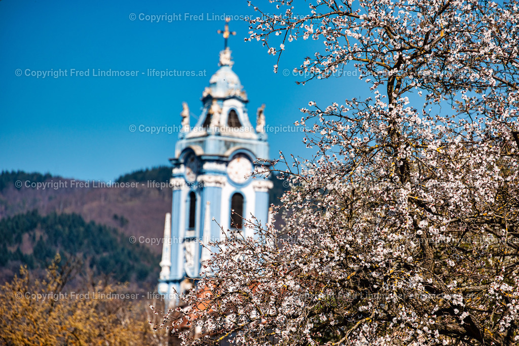 Wachau 04042025 _ Fred Lindmoser--2 | Fotos und Fotoprodukte - Realisiert mit Pictrs.com