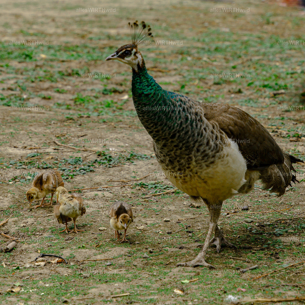 Daniel Wirth - www.allesWIRTHwild.de -DSC03112 | Entdecke die faszinierende Welt der Natur- und Wildlife-Fotografie von Daniel und Bärbel. Inspirierende Bilder von wilden Tieren und kleinen Naturwundern.