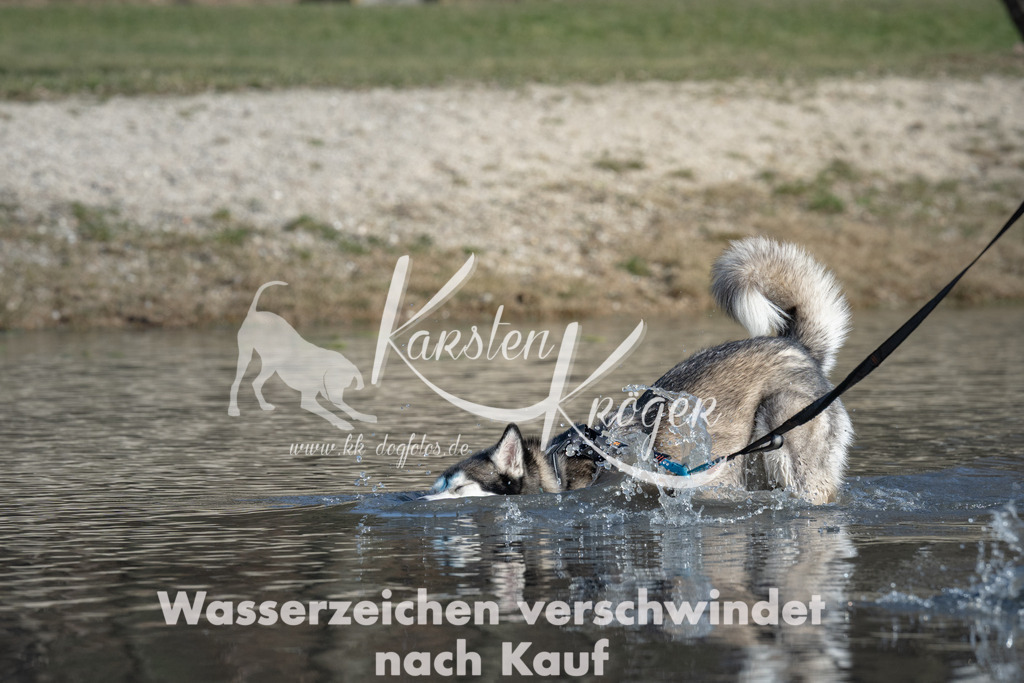 1409_ZZ99960 | kk-dogfotos