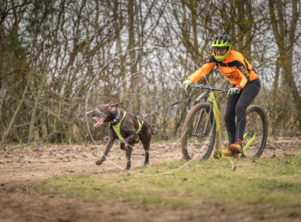 Pfotenfotografie_DV3A9550 | Hundefotografie, Tierfotograf, Pfotenfotografie, Fotoshooting Hund, Hunde Portrait, Hundesport, Hundeportraits, Heideshooting, Hunde, Sportfotograf, Hundefotograf, Turnierhundsport, THS,  - Realisiert mit Pictrs.com