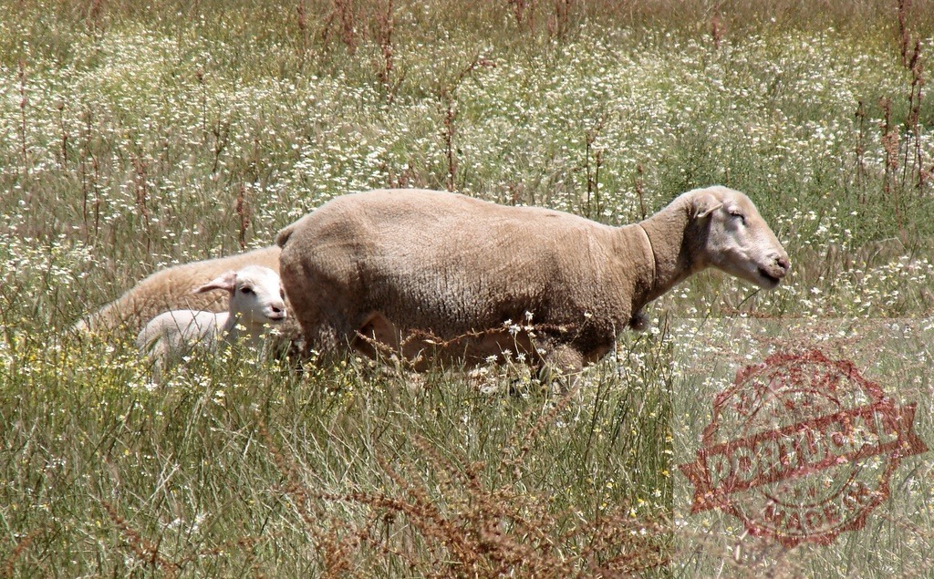 Sheep and lamb standing in a wildflower field | Ewe and young lamb standing amongst spring wildflowers in a sunny meadow - Realized with Pictrs.com