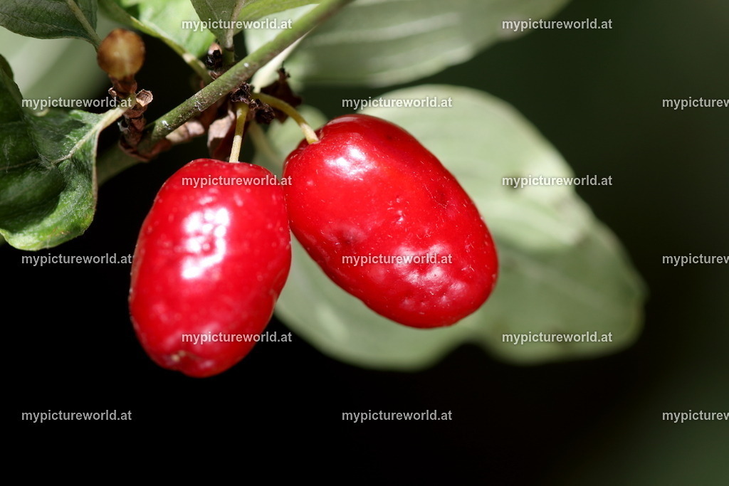 Kornelkirsche-005 | Das Bilderarchiv über Tiere, Planzen und Landschaften. In der Bilddatenbank finden Sie ein große Auswahl an hochwertigen Bilder für Ihre Werbung - Realisiert mit Pictrs.com