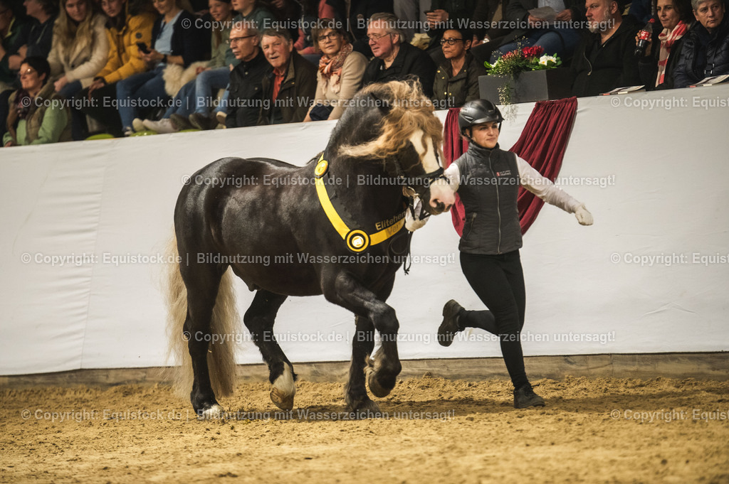 20240302_Hengstvorstellung_Marbach_TOMsPiC_0598 | equistock