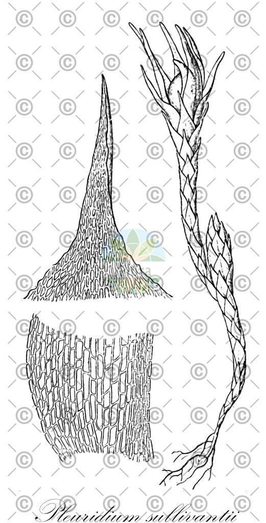 HistAbb_wfo-0000093293_1_ENZY_Simple | Historische Abbildung von Pleuridium sullivantii - Ditrichaceae | Historical Illustration of Pleuridium sullivantii - Ditrichaceae