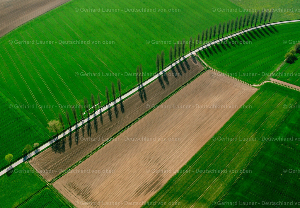 2519102 | Baumallee bei Oberwalting