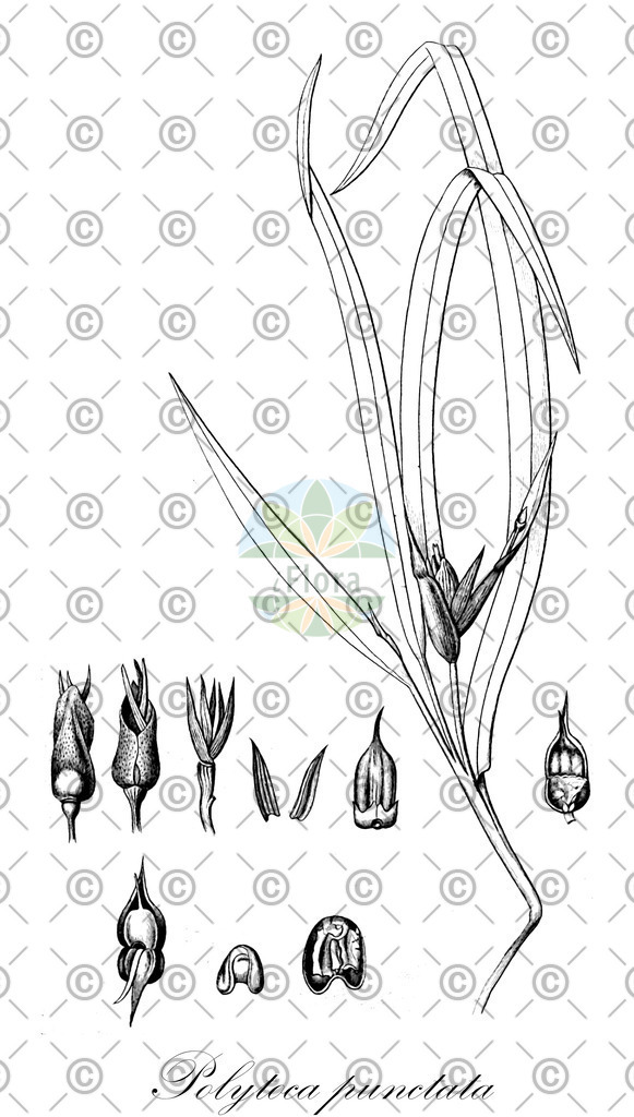 HistAbb_wfo-0001186709_1_ENZY_Simple | Historische Abbildung von Polytoca punctata - Poaceae | Historical Illustration of Polytoca punctata - Poaceae