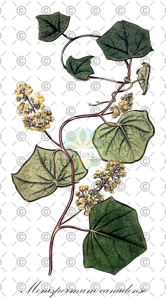 HistAbb_wfo-0001083814_3_ENZY_Simple | Historische Abbildung von Menispermum canadense - Menispermaceae | Historical Illustration of Menispermum canadense - Menispermaceae (canada moonseed;ménisperme du canada;moonseed)