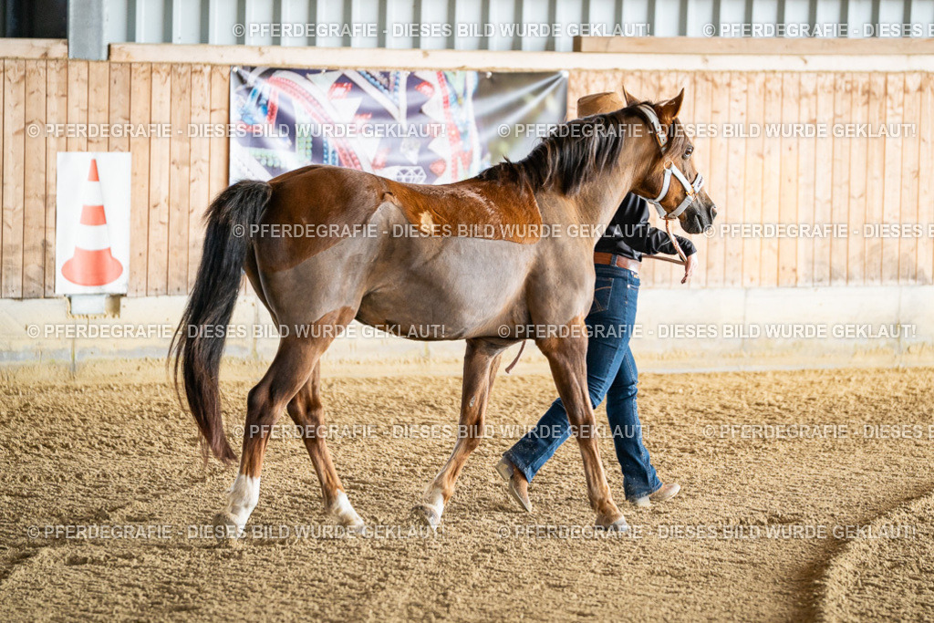 DSC07491 | Pferdegrafie