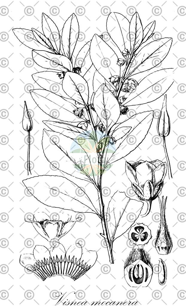 HistAbb_EMP_40880_5_FloraD_Simple | Historische Abbildung von Visnea mocanera - Pentaphylacaceae | Historical Illustration of Visnea mocanera - Pentaphylacaceae