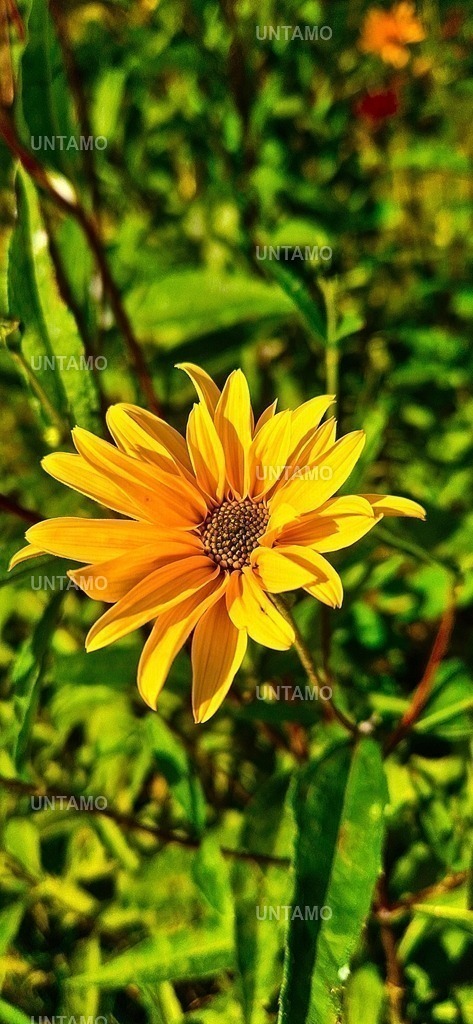 Blume intensivFarbe | untamo - Realisiert mit Pictrs.com