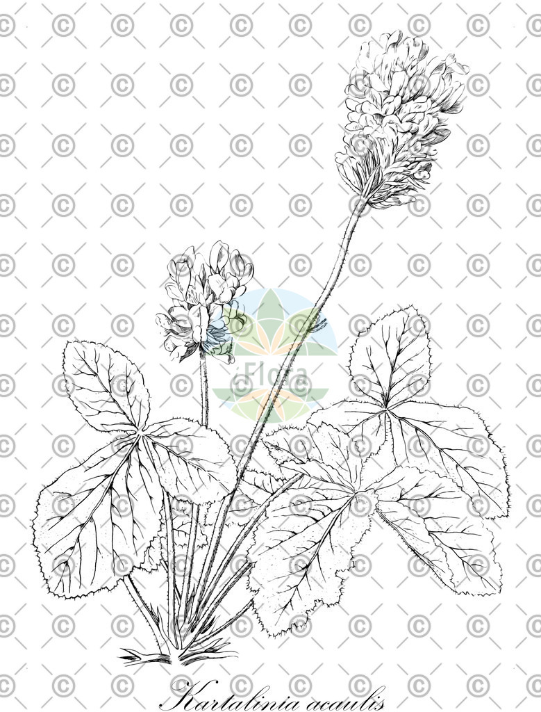 HistAbb_wfo-0001130928_1_ENZY_Simple | Historische Abbildung von Kartalinia acaulis - Fabaceae | Historical Illustration of Kartalinia acaulis - Fabaceae