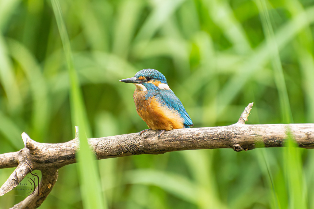 Eisvogel-8548-Verbessert-RR-Bearbeitet | Holzisphotography, Landschaftsfotografie, Wildlifefotogorafie - Realisiert mit Pictrs.com