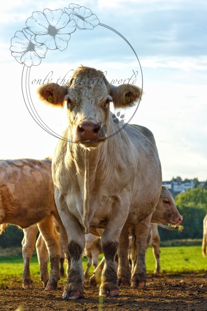 IMG_7387-01 | only.this.little.world - Realisiert mit Pictrs.com