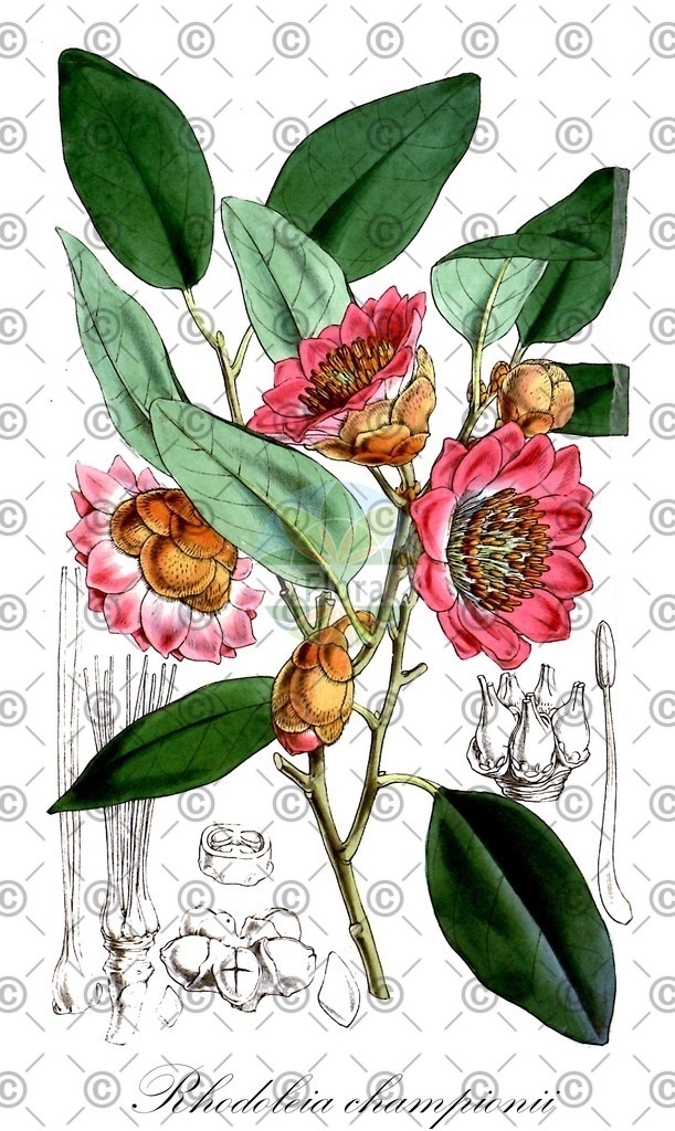 HistAbb_796C_2_ENZY_Simple | Historische Abbildung von Rhodoleia championii - Hamamelidaceae | Historical Illustration of Rhodoleia championii - Hamamelidaceae