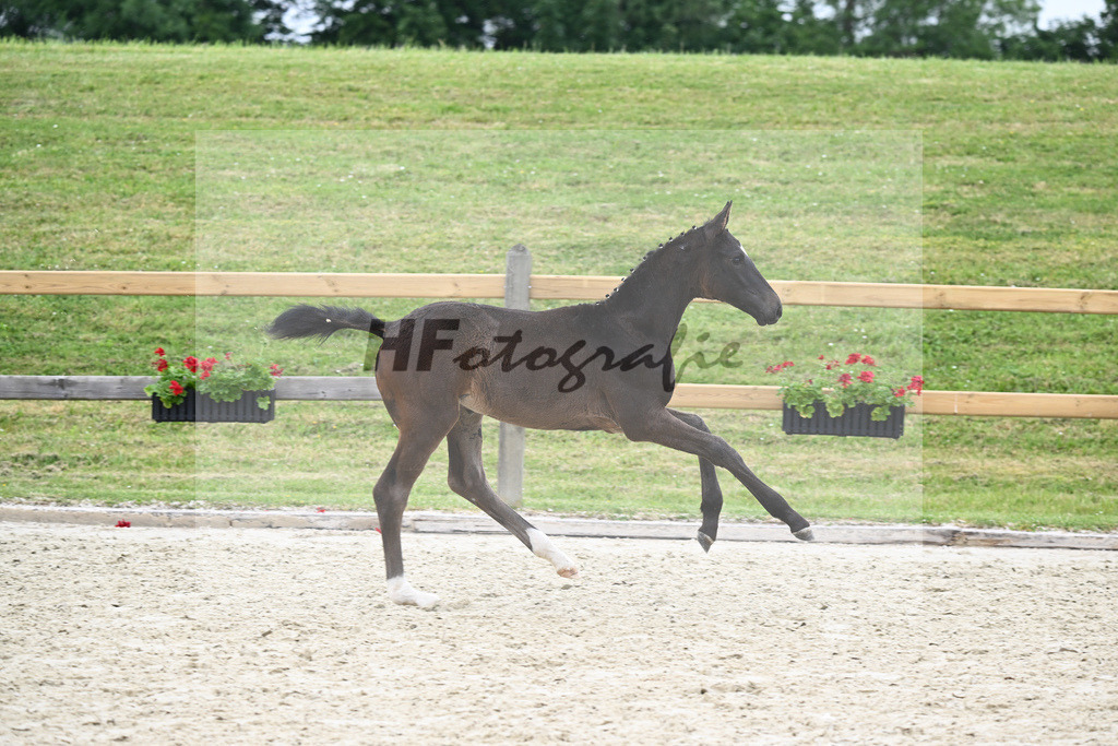 Kat-Nr. 64 SF Zackerey_Gestuet Greim_17230974 | hf-fotografie - Realizzato con Pictrs.com